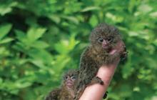 Мармозетка — самая маленькая обезьянка в мире