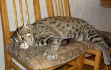 Фото камышового кота - среда обитания камышового кота