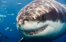 Сколько весит акула: рейтинг самых-самых
